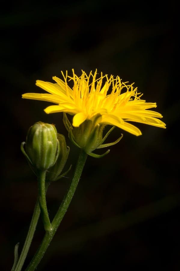 Blasen-Pippau in voller Blüte in einem trockenen, sonnigen Beet