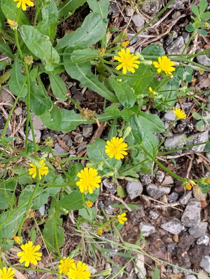 Crepis zacintha Zakynthos-Pippau mit gelben Korbbluten in Nahaufnahme