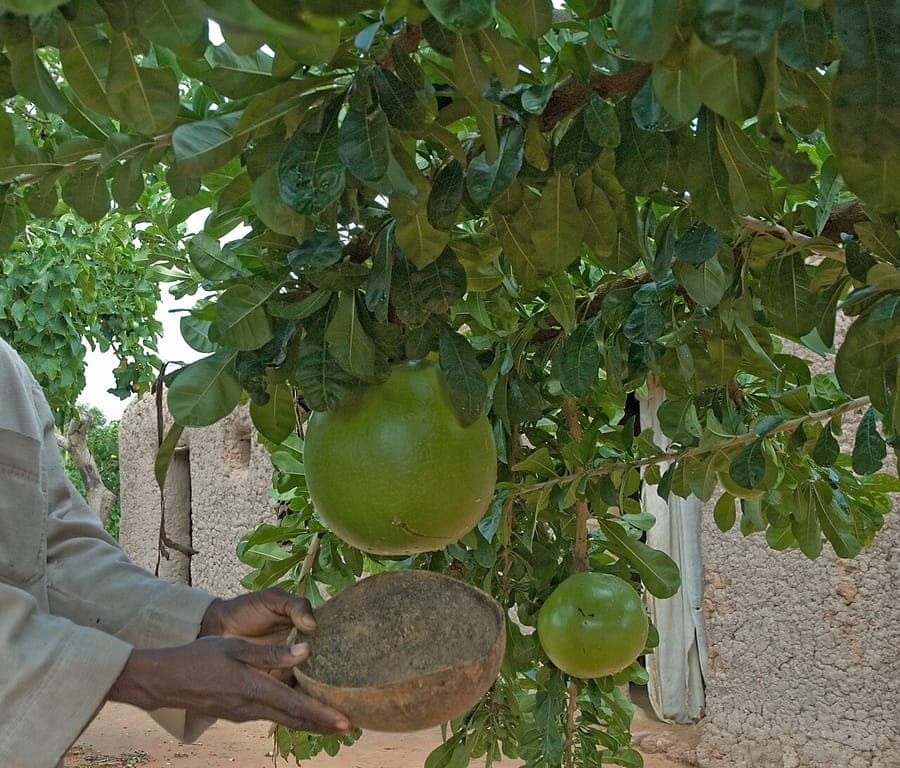 Calabash boom met karakteristieke vruchten