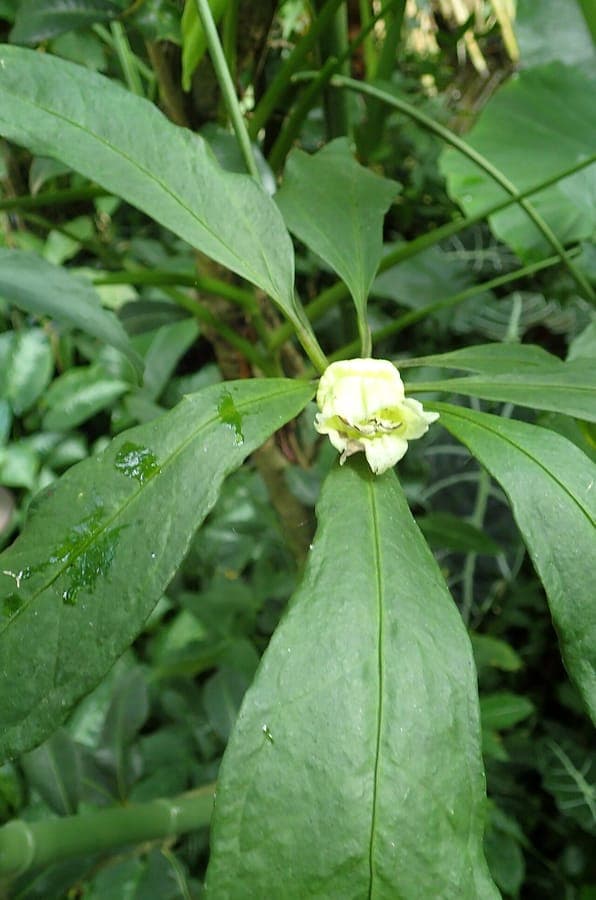 Crescentia portoricensis tree with yellow flowers growing in Puerto Rico
