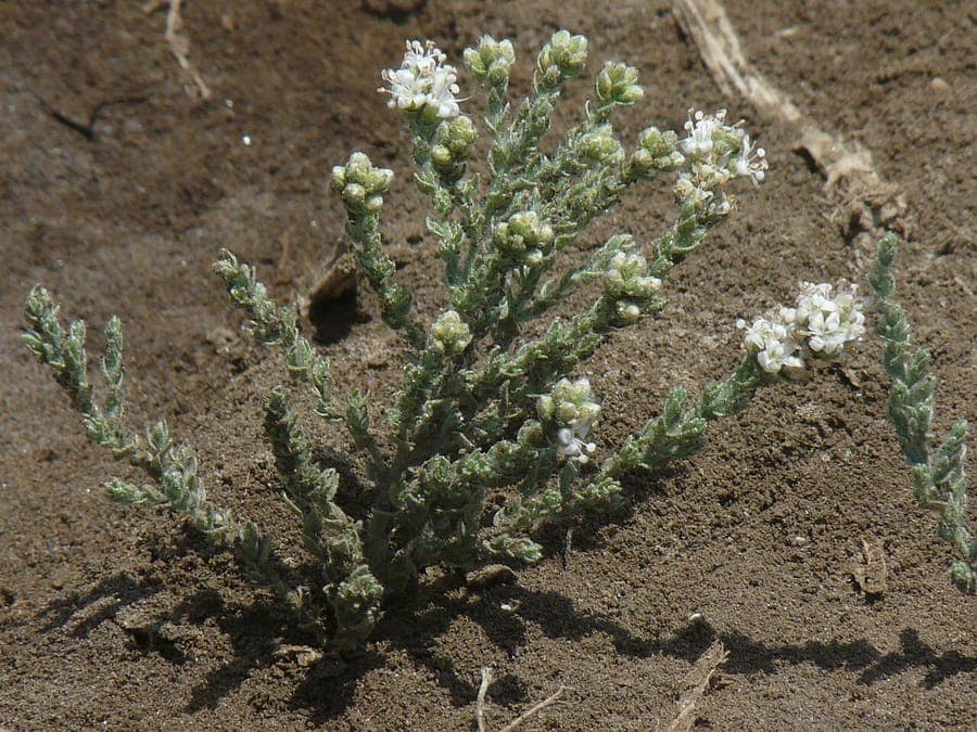 Cressa cretica with small green foliage and white flowers