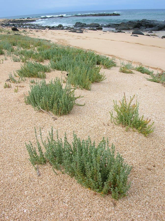 Cressa truxillensis showing silvery grey foliage and small white flowers in an alkaline habitat