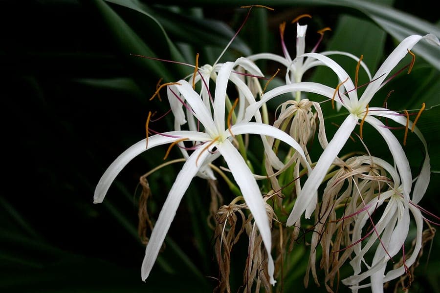 Crinum asiaticum plant with large white flowers and long green leaves