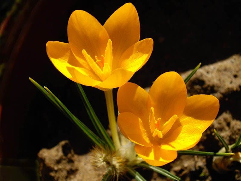 Crocus ancyrensis mit leuchtend gelben Blüten im frühen Frühling
