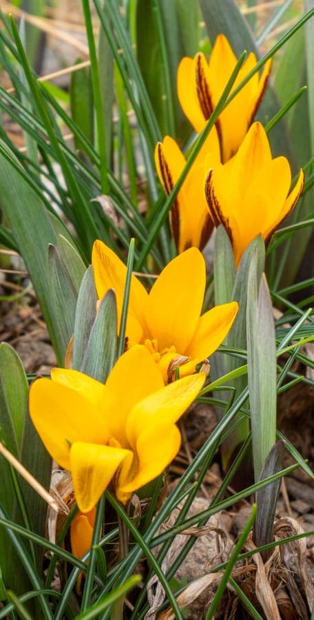 Crocus angustifolius with golden-yellow flowers in spring