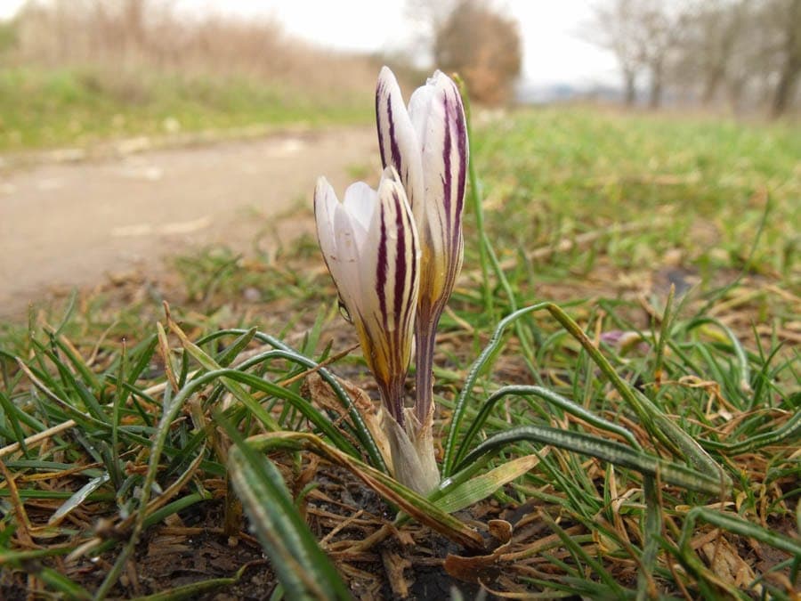 Crocus biflorus with silvery-white flowers