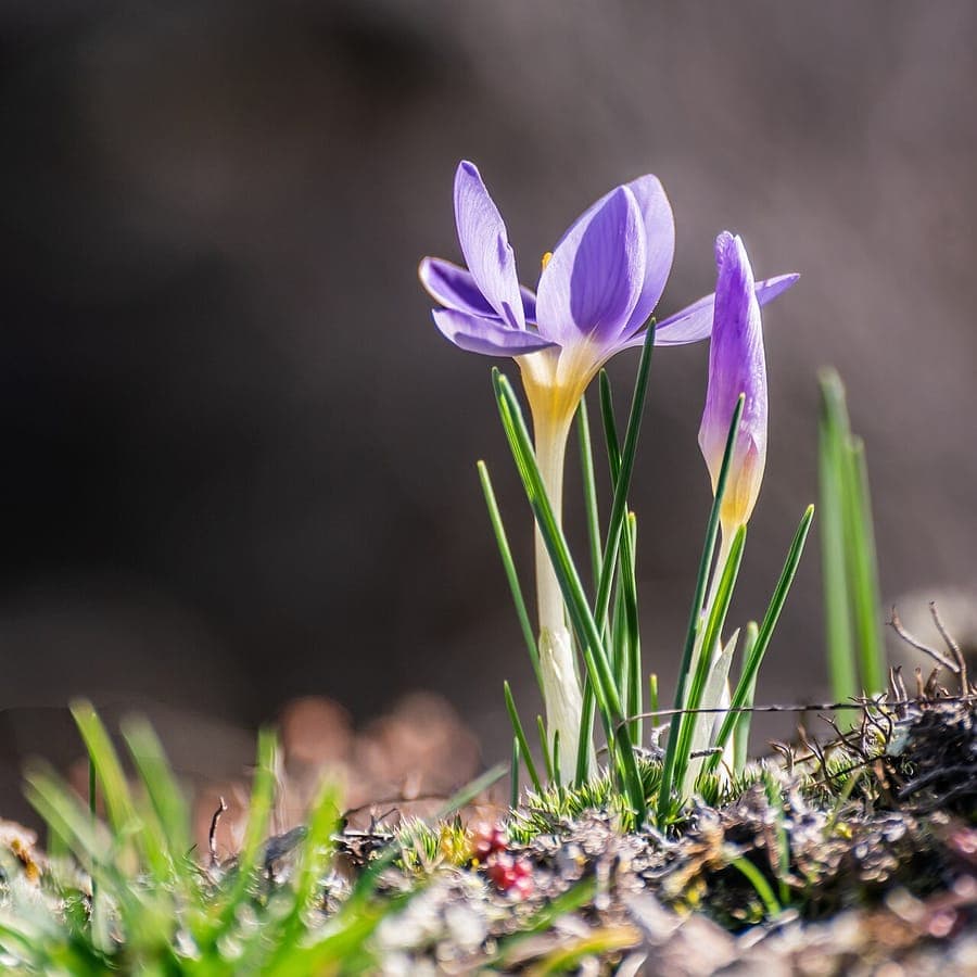 Krokus carpetanus mit violetten Blüten