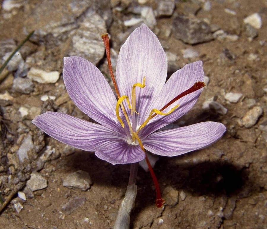 Crocus cartwrightianus displaying delicate purple autumn flowers