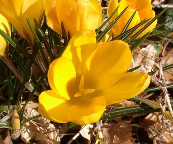 Golden crocus in full bloom on a sunny lawn with dew drops on the petals