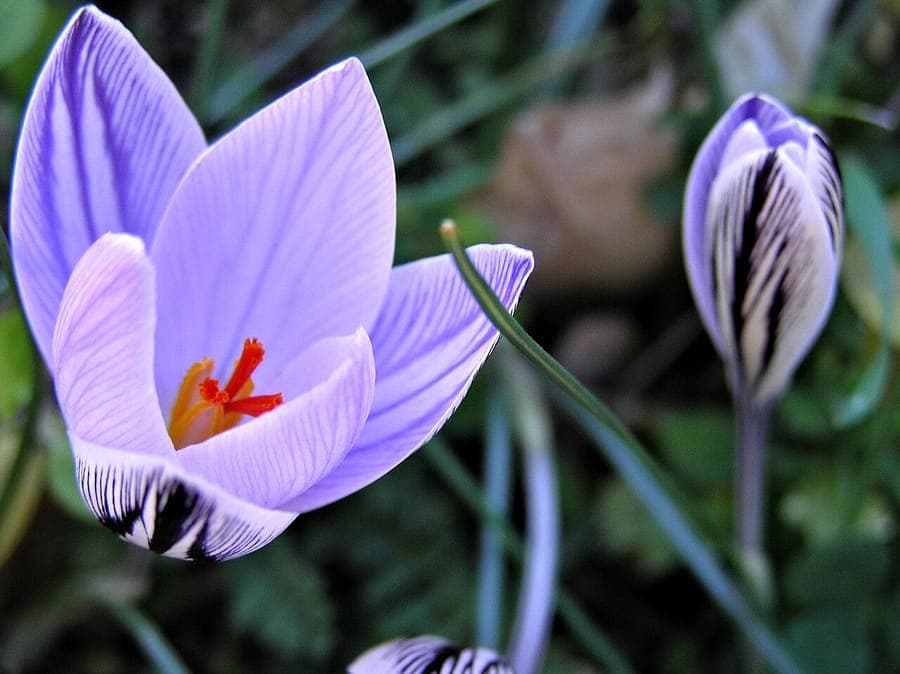 Crocus corsicus mit charakteristischen zarten blauen Blüten