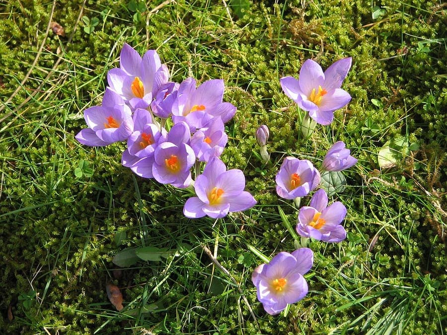 Etruscan crocus with pink to purple flowers at bloom stage