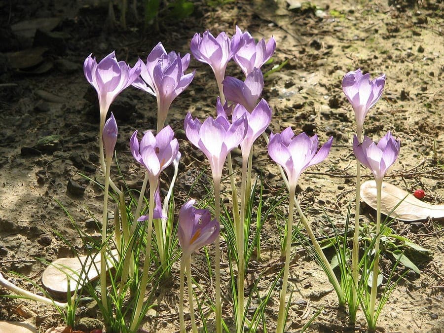 Crocus goulimyi avec delicates fleurs lilas automne