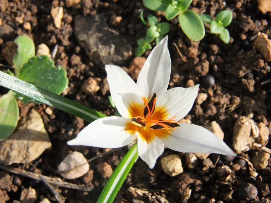 Fleurs Crocus hyemalis hivernales aux teintes violettes caracteristiques