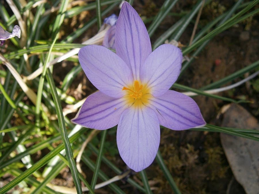 Imperatos Krokus mit rosa-lila gestreiften Blüten in Waldgarten-Einstellung