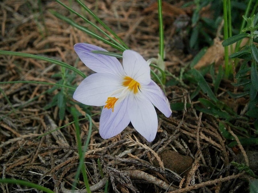 Delicate flowers of Crocus laevigatus
