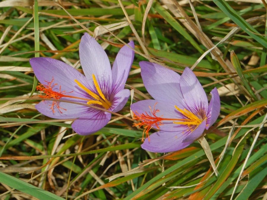 Ligurian crocus with blue flowers in autumn garden setting