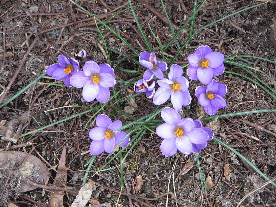 Violette Bluten des kleinsten Krokus
