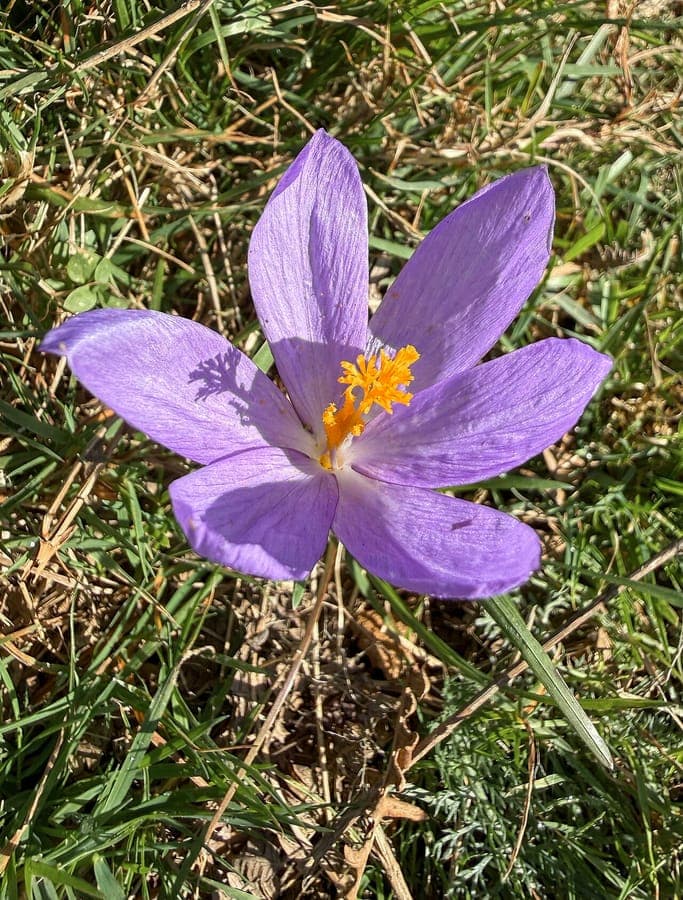 Purple flowers of naked-flowering crocus in autumn