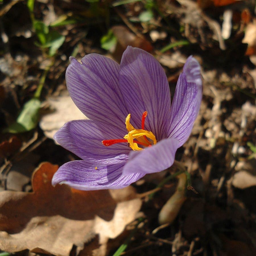 Crocus pallasii displaying autumn blooms