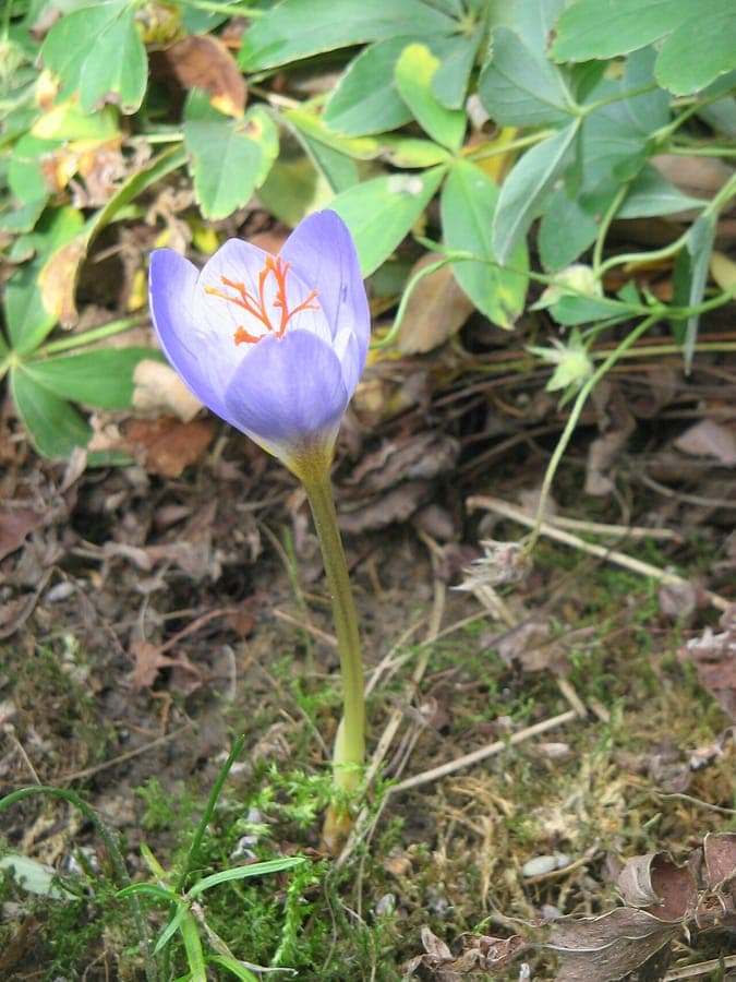 Violette Bluten des Rosen-Herbst-Krokus