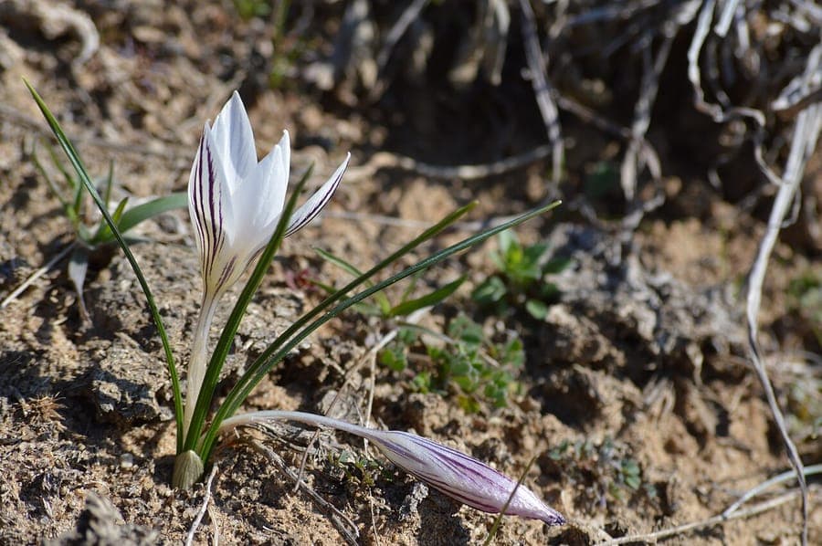 Crocus resille avec fleurs jaune-or et motifs reticules fins