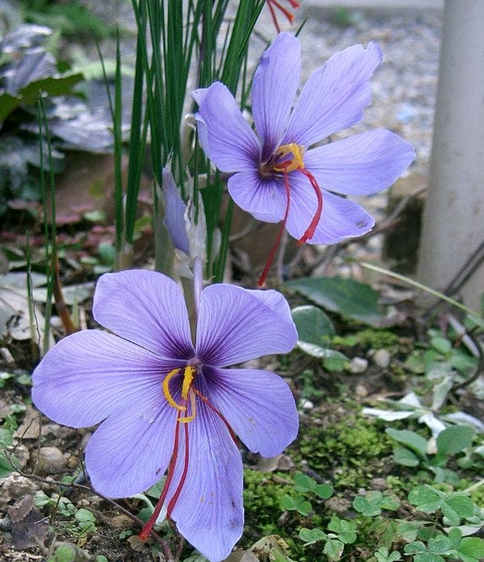 Safrankrokus in voller Blüte in einer sonnigen Beetanlage