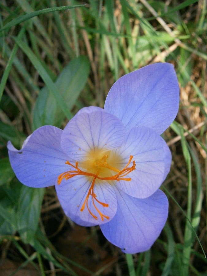 Bieberstein's crocus with deep purple flowers in autumn garden