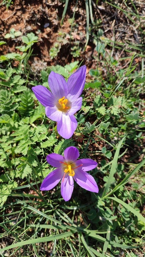 Crocus thomasii flowers in autumn