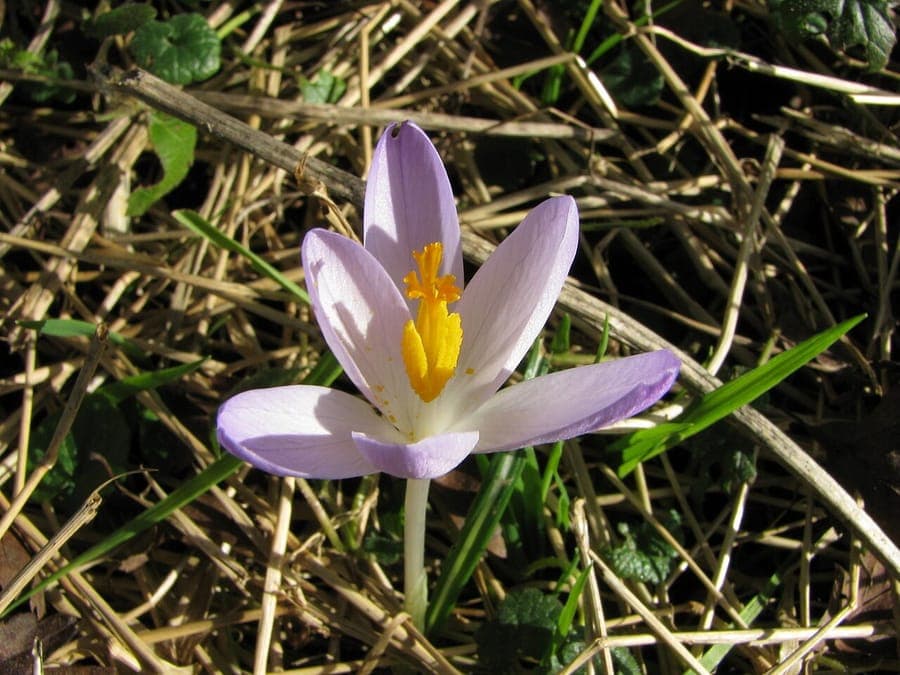 Boerenkrokus in volle bloei op een licht beschaduwde plek in het voorjaar