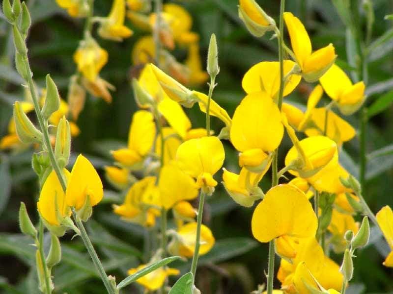 Crotalaria juncea plant met gele bloemen en groene bladeren