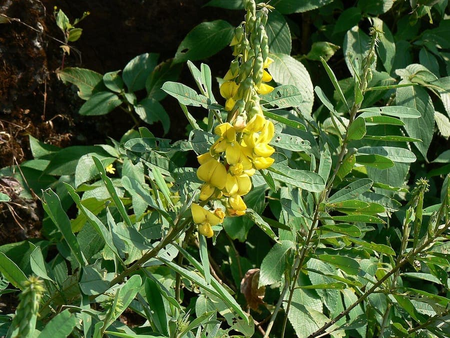 Crotalaria spectabilis met heldergele bloemen en groene peulen in volle bloei