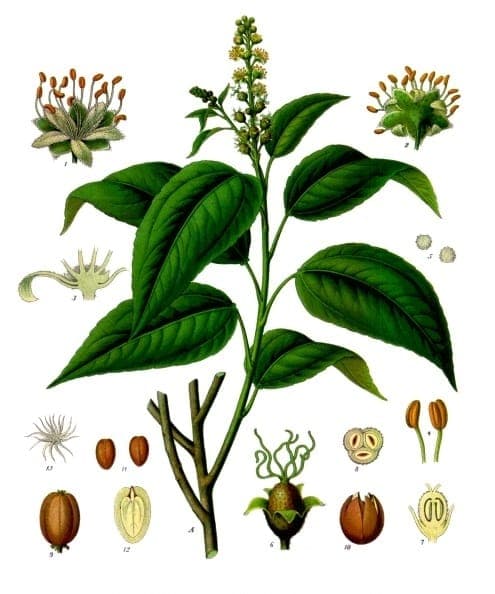 Croton tiglium plant with decorative foliage and brown seed pods