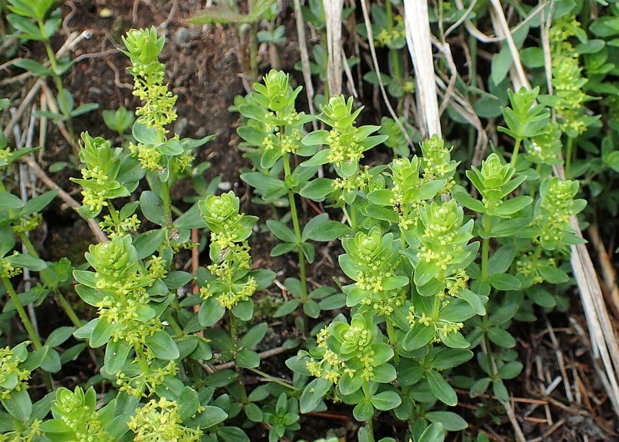 Cruciata glabra with pale yellow flowers in spring