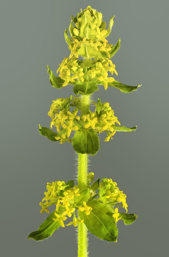 Kruisbladwalstro (Cruciata laevipes) met gele bloemen groeiend als bodembedekking in bosomgeving