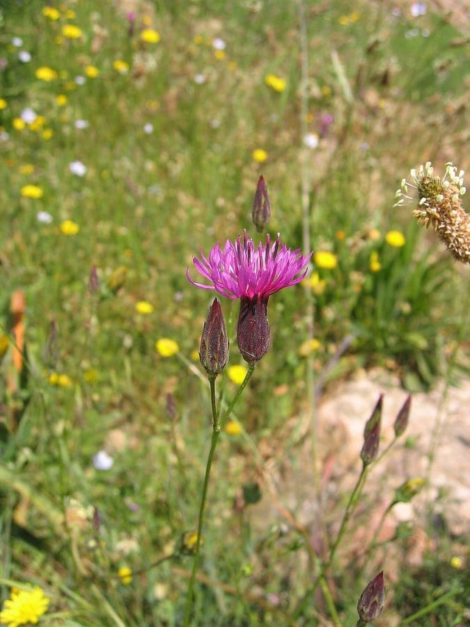 False saw-wort plant with purple flowers