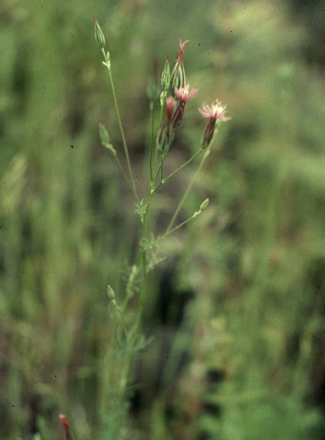Crupina vulgaris with purple flowers in Mediterranean habitat