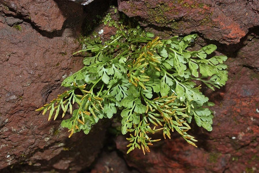 Cryptogramme faux-acrostic (Cryptogramma acrostichoides) entre les rochers