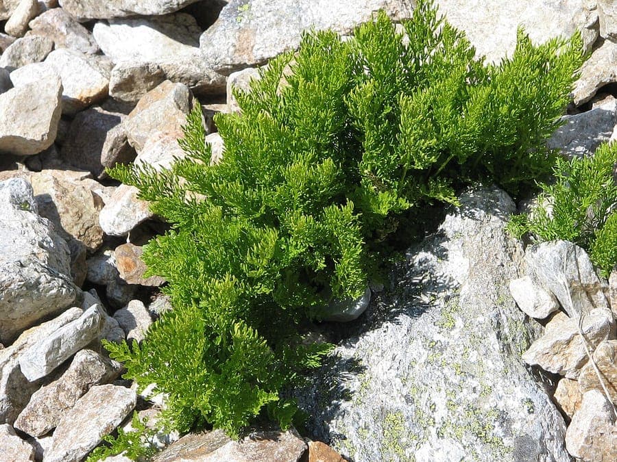 Cryptogramma crispa frond structure