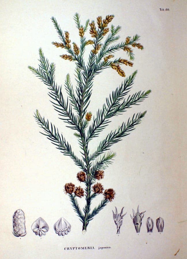 Cryptomeria japonica en pleine croissance dans un jardin ensoleillé
