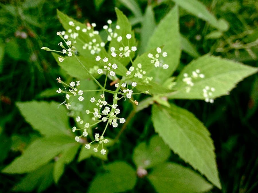 Cryptotaenia canadensis with white flowers in partial shade