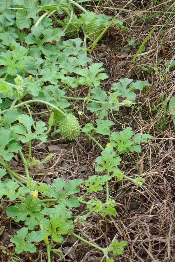 Plante d'angurie avec petits fruits epineux sur vignes
