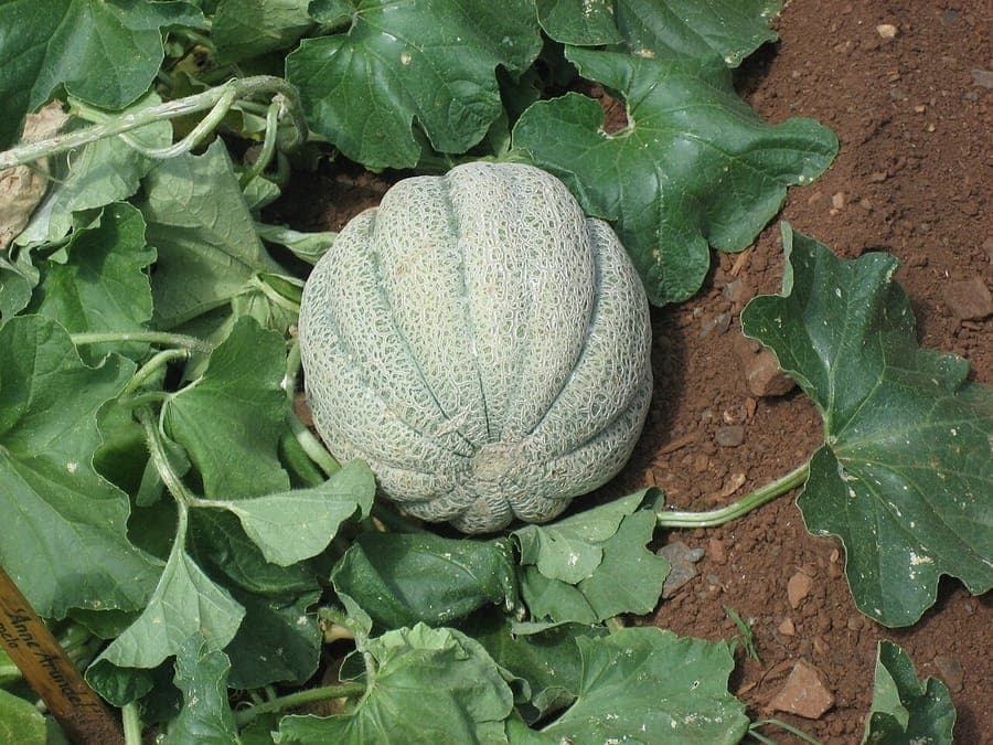 Melons mûrs sur des tiges grimpantes dans un jardin ensoleillé