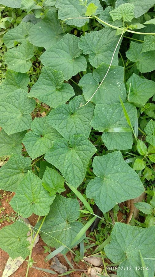 Wild cucumber fruits and flowers