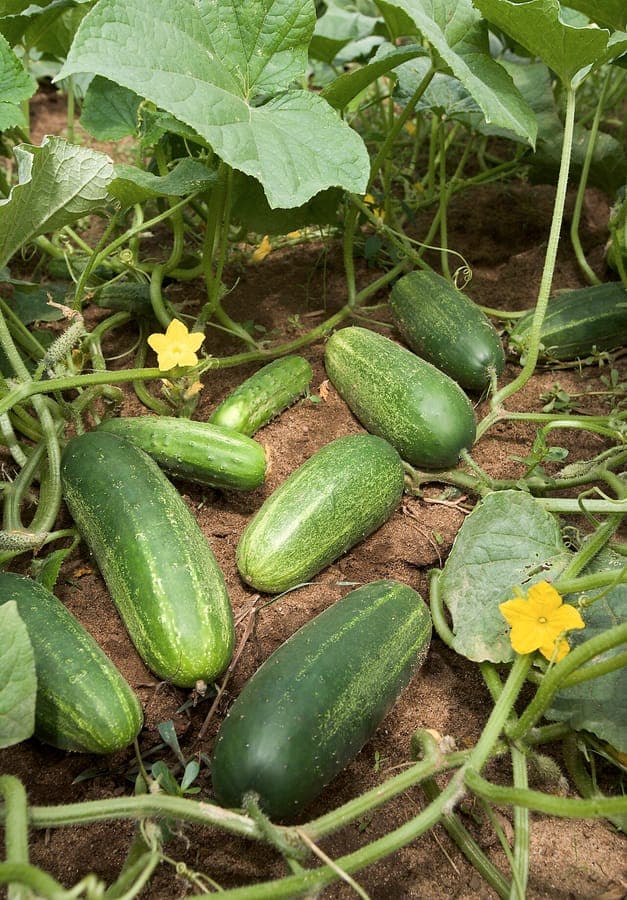 Growing cucumbers on the vine