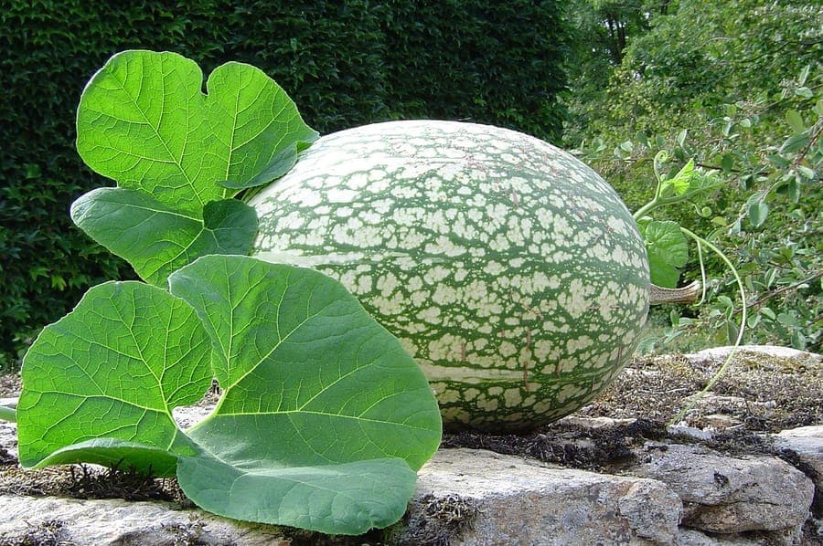 Fleurs jaunes de la courge de Siam