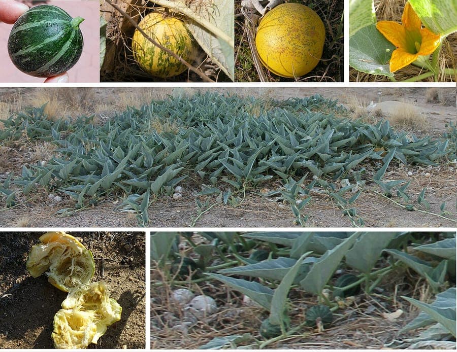 Courge des prairies avec fleurs jaunes et fruits ronds jaune vif