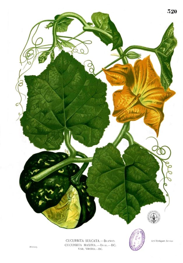 Citrouille Giraumon mature dans un jardin ensoleillé d'automne, avec des vrilles luxuriantes et des fruits orangés posés sur le sol.