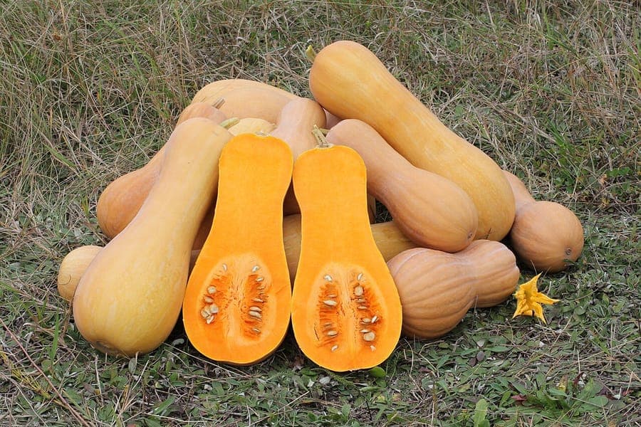 Spanish gourd plant with broad green leaves and tan-colored fruits trailing along the ground in a sunny garden setting
