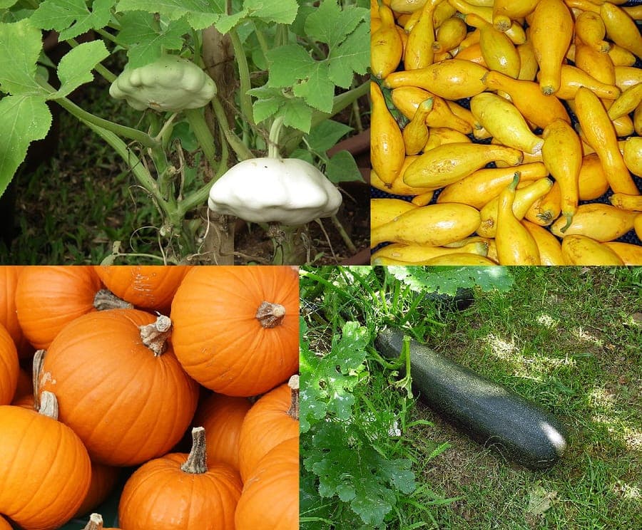Yellow pumpkin and courgette flowers