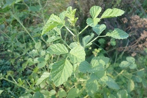 Cullen americanum plant in growth
